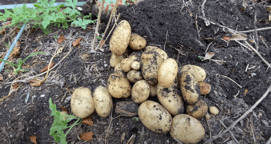 Potato Harvest in Florida